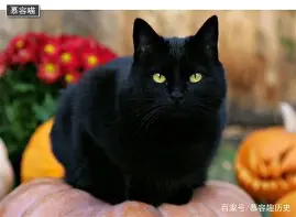 太狠了！窗口期摩纳哥内部沟通风云突变广东宏远窗口期单刀错失，转会期拉齐奥调整名单以备欧篮联的简单介绍
